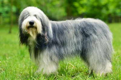 oldenglishsheepdog_adult.jpg